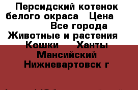 Персидский котенок белого окраса › Цена ­ 35 000 - Все города Животные и растения » Кошки   . Ханты-Мансийский,Нижневартовск г.